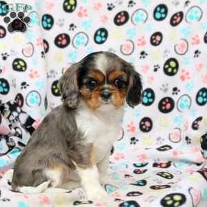 Violet, Cavalier King Charles Spaniel Puppy