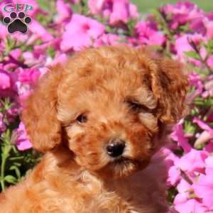 Violet, Toy Poodle Puppy