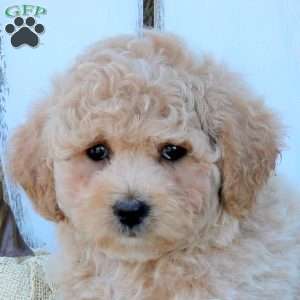 Violet, Bich-Poo Puppy
