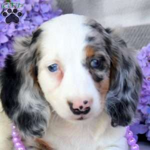 Violet-Mini, Dachshund Puppy
