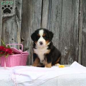 Violet, Bernese Mountain Dog Puppy