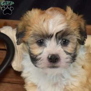 Violet, Teddy Bear Puppy