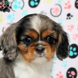 Violet, Cavalier King Charles Spaniel Puppy