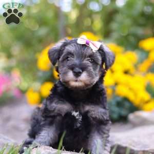 Violet, Miniature Schnauzer Puppy