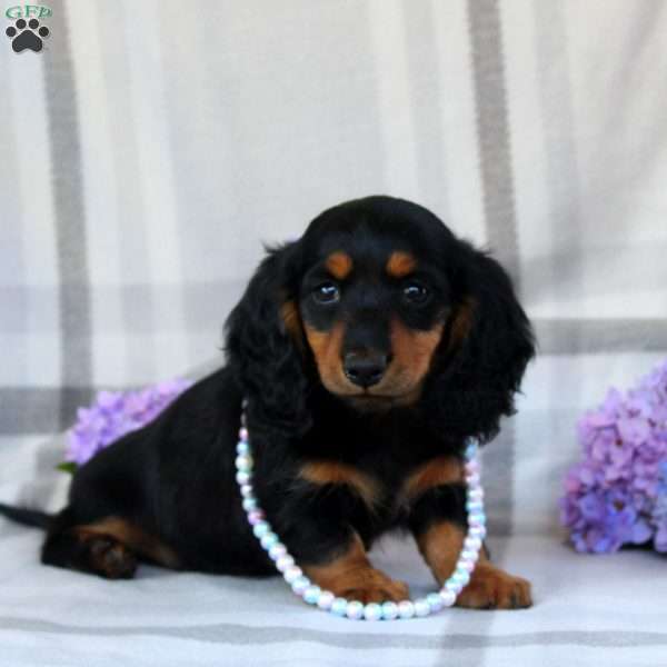 Vivian-Mini, Dachshund Puppy