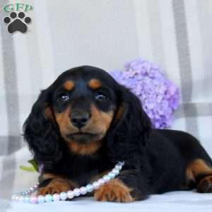 Vivian-Mini, Dachshund Puppy