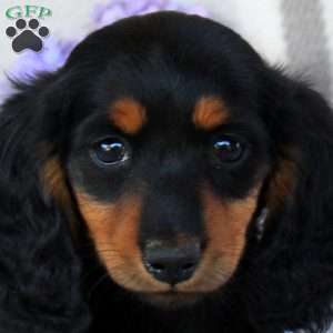 Vivian-Mini, Dachshund Puppy