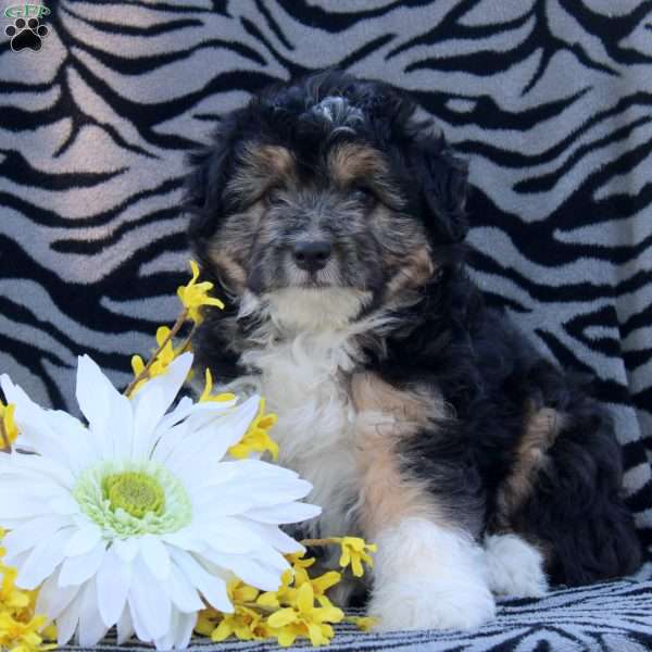Wade, Mini Aussiedoodle Puppy