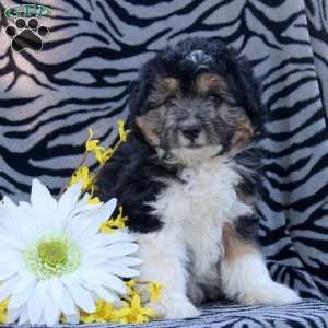 Wade, Mini Aussiedoodle Puppy