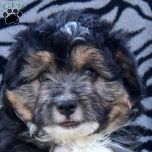 Wade, Mini Aussiedoodle Puppy