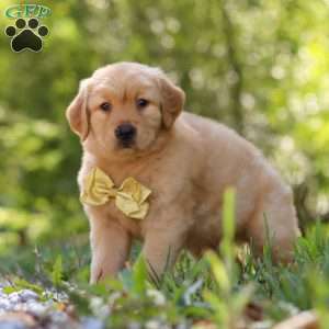 Walker, Golden Retriever Puppy
