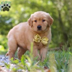 Walker, Golden Retriever Puppy