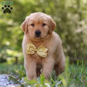 Walker, Golden Retriever Puppy