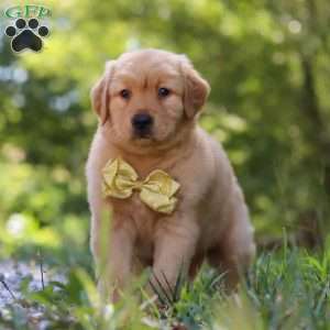 Walker, Golden Retriever Puppy