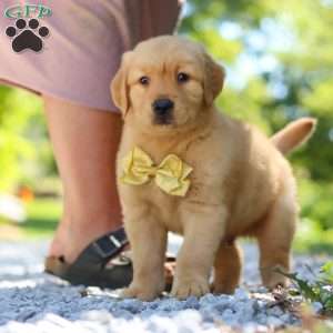 Walker, Golden Retriever Puppy