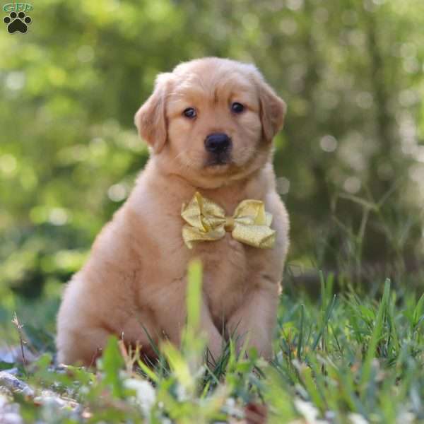 Walker, Golden Retriever Puppy