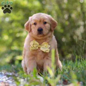 Walker, Golden Retriever Puppy
