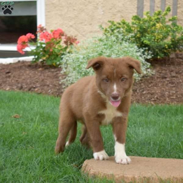 Walker, Border Collie Puppy