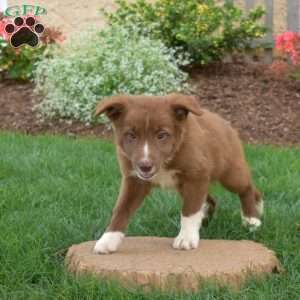 Walker, Border Collie Puppy