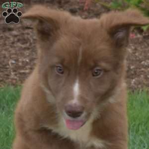 Walker, Border Collie Puppy