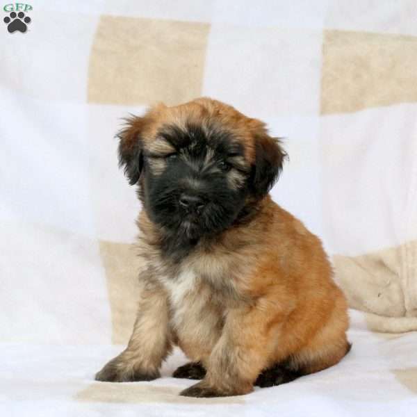 Wallace, Soft Coated Wheaten Terrier Puppy