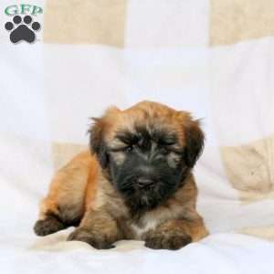 Wallace, Soft Coated Wheaten Terrier Puppy