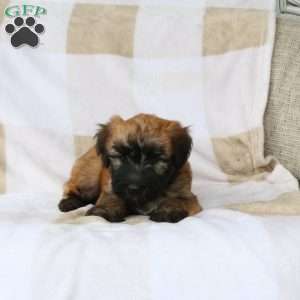 Wallace, Soft Coated Wheaten Terrier Puppy