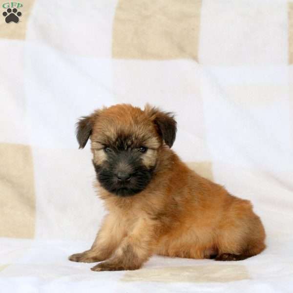 Walter, Soft Coated Wheaten Terrier Puppy