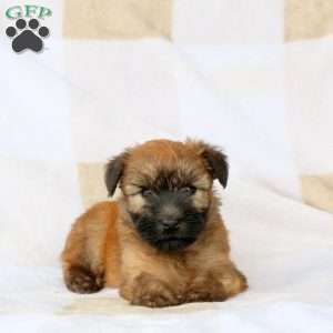Walter, Soft Coated Wheaten Terrier Puppy