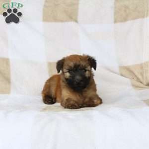 Walter, Soft Coated Wheaten Terrier Puppy