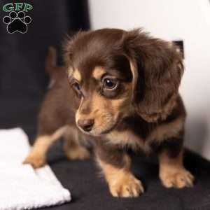 Wanda, Dachshund Puppy