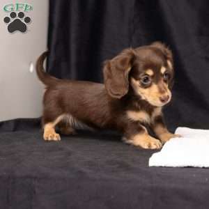 Wanda, Dachshund Puppy