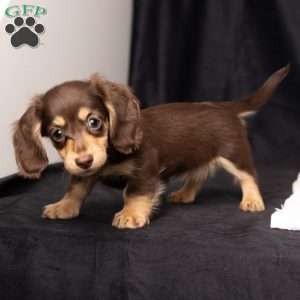 Wanda, Dachshund Puppy