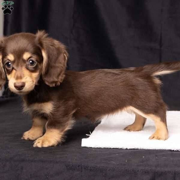 Wanda, Dachshund Puppy