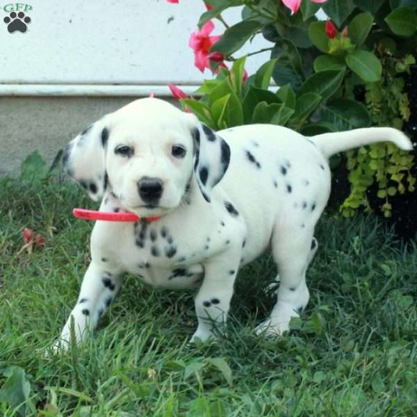 Wanda, Dalmatian Puppy