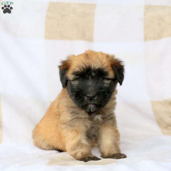 Wanda, Soft Coated Wheaten Terrier Puppy
