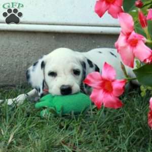 Wanda, Dalmatian Puppy