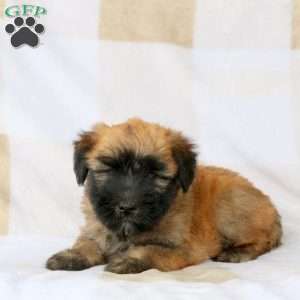 Wanda, Soft Coated Wheaten Terrier Puppy