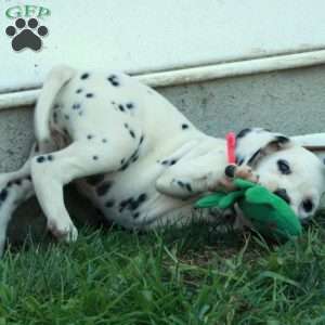 Wanda, Dalmatian Puppy