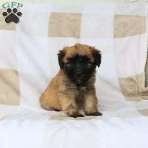 Wanda, Soft Coated Wheaten Terrier Puppy