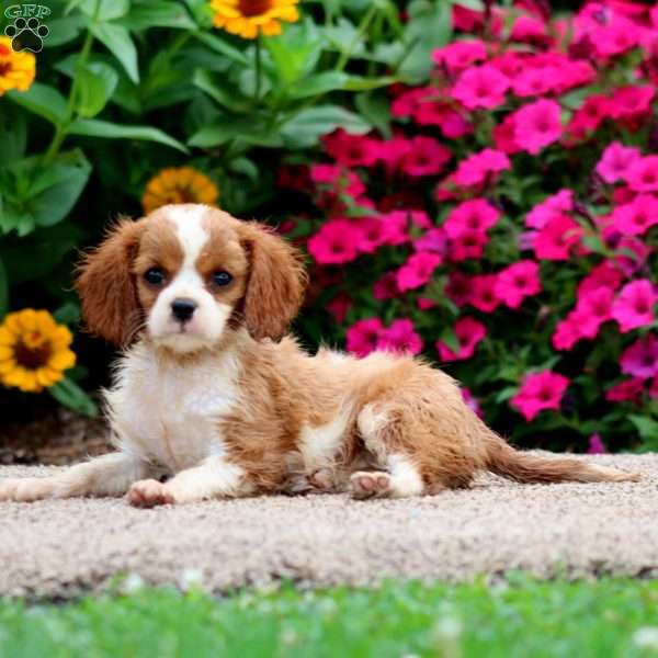 Wanda, Cavalier King Charles Spaniel Puppy