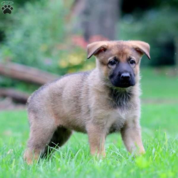 Wanda, German Shepherd Puppy