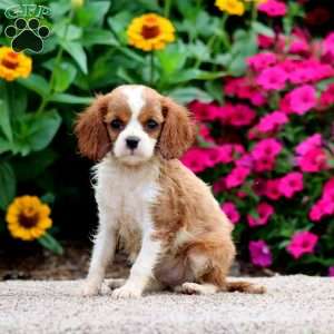 Wanda, Cavalier King Charles Spaniel Puppy