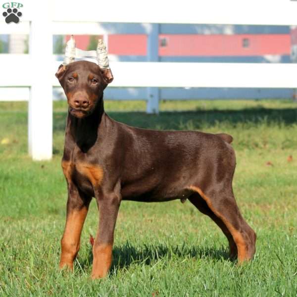 Warden, Doberman Pinscher Puppy