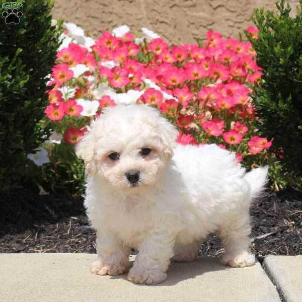 Warren, Bichon Frise Puppy