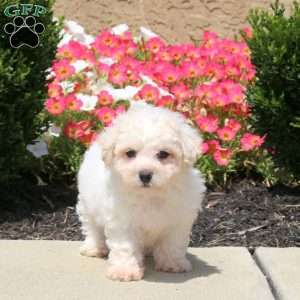 Warren, Bichon Frise Puppy