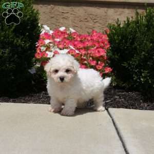 Warren, Bichon Frise Puppy