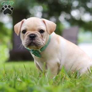 Watson, French Bulldog Puppy