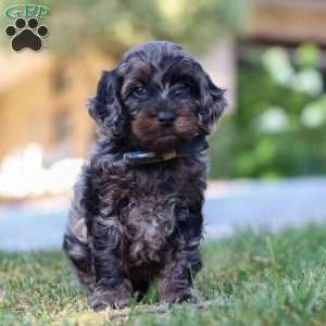 Watson, Cockapoo Puppy