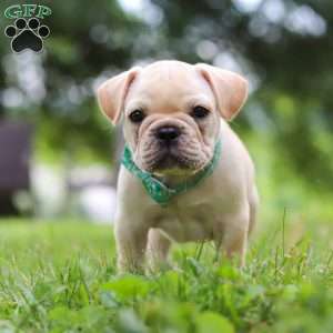 Watson, French Bulldog Puppy